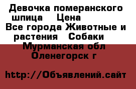 Девочка померанского шпица. › Цена ­ 40 000 - Все города Животные и растения » Собаки   . Мурманская обл.,Оленегорск г.